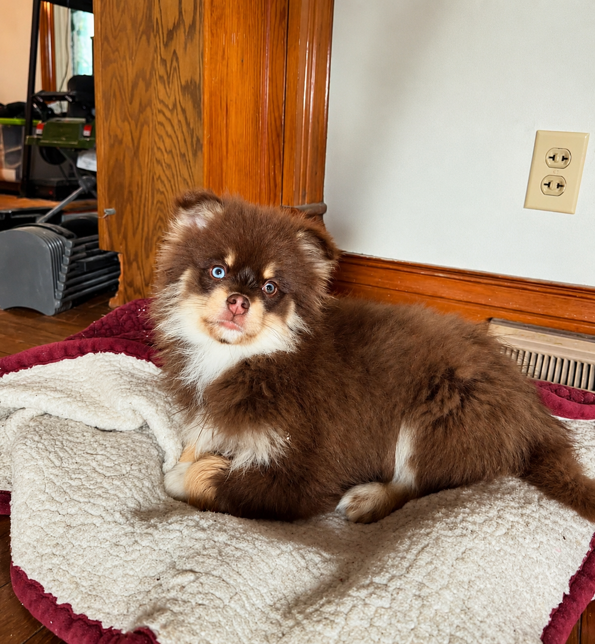 Simba, a Brown / Chocolate & White Pomsky female puppy