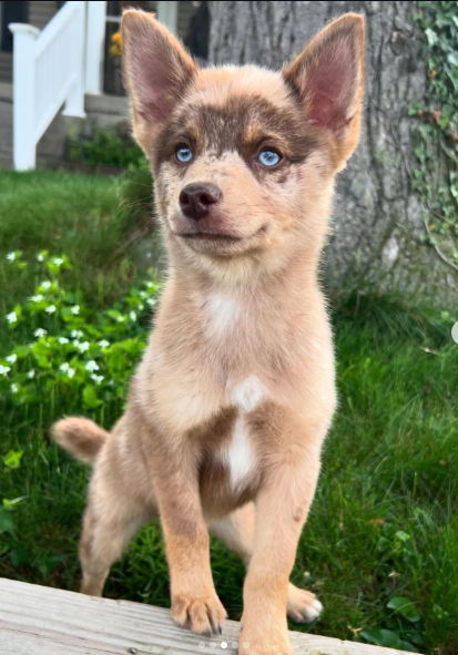 Kodiak, a Grey & White Pomsky male puppy