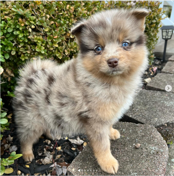 Nova, a Sable Pomsky female puppy