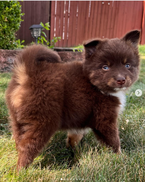 Bella, a Brown / Chocolate & White Pomsky female puppy