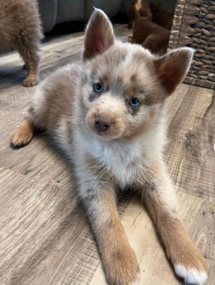 Aurora, a Grey & White Pomsky female puppy