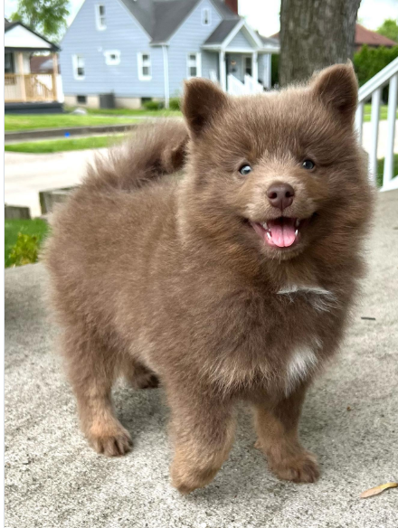 Thor, a Red Merle Pomsky male puppy