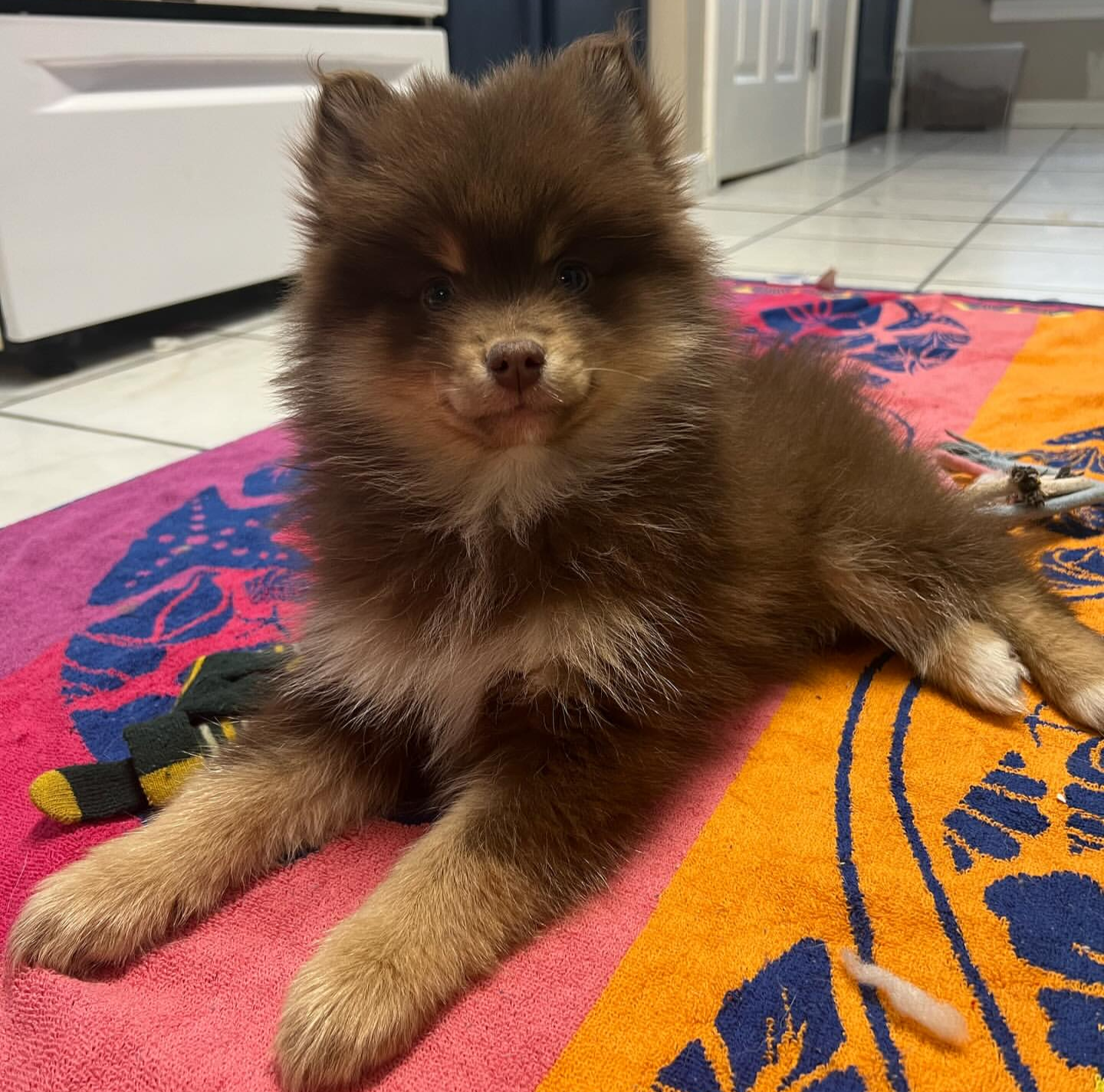 Bummy, a Brown / Chocolate & White Pomsky female puppy