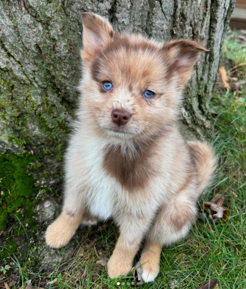 Kodiak, a Red / Copper & White Pomsky male puppy