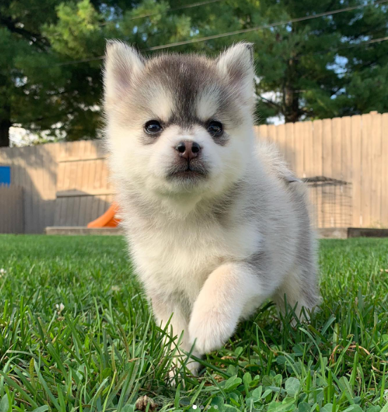 Storm, a Black & White Pomsky male puppy