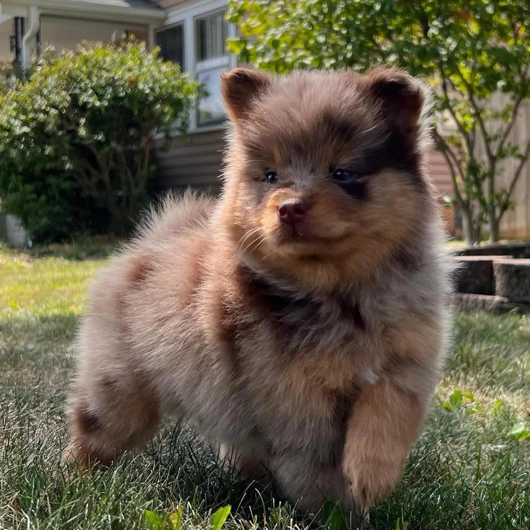 Ash, a Blue Merle Pomsky male puppy
