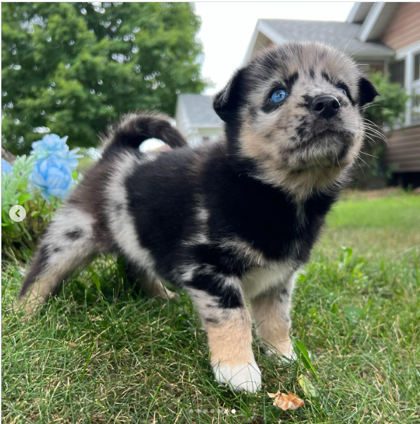 Cinnamon, a Red / Copper & White Pomsky female puppy