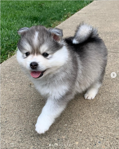 Kona, a Black & White Pomsky male puppy