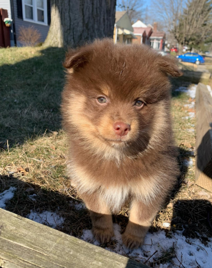 Duke, a Grey & White Pomsky male puppy