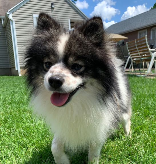 Luna, a Black & White Pomsky female puppy