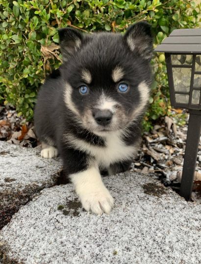 Sage, a Black & White Pomsky female puppy