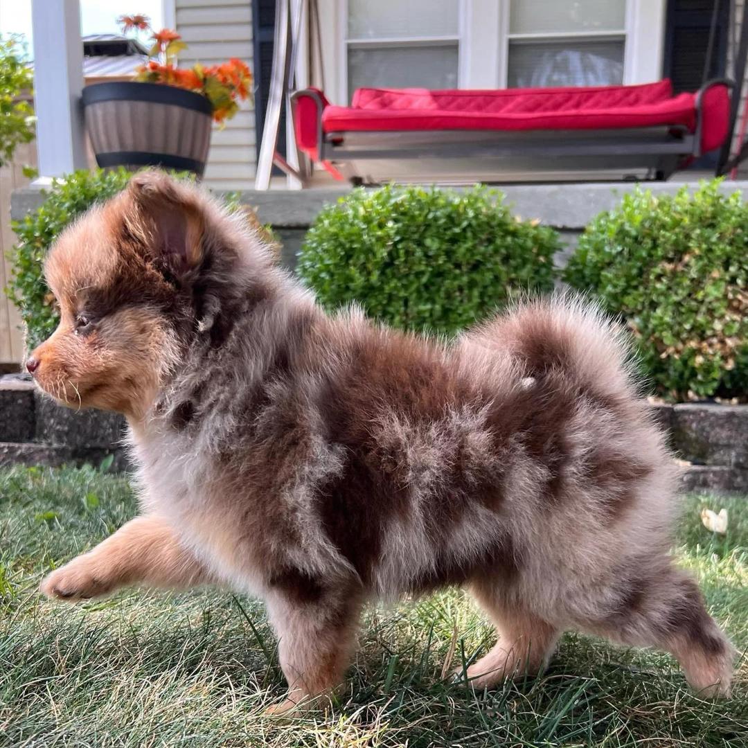 Scout, a Red Merle Pomsky male puppy