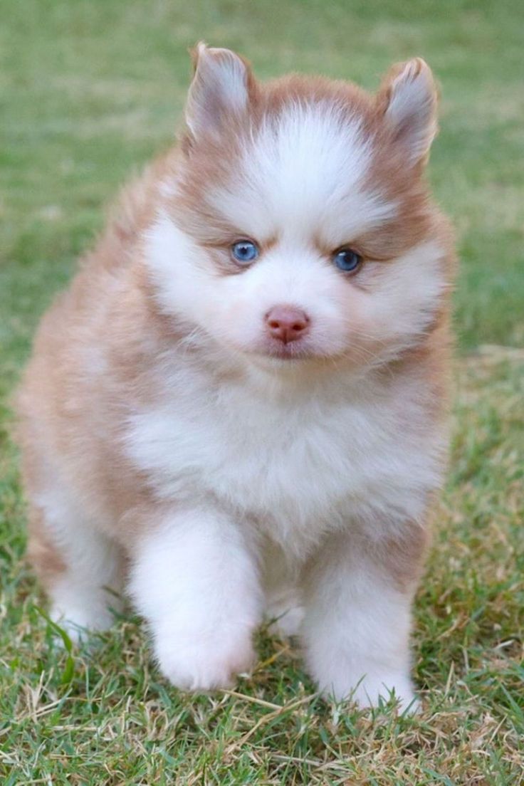Honey, a Grey & White Pomsky female puppy
