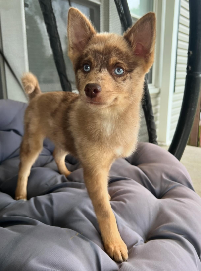 Teddy, a Cream Pomsky male puppy
