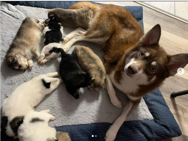 Storm, a Grey & White Pomsky male puppy