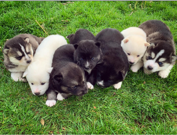 Indie, a Red / Copper & White Pomsky female puppy