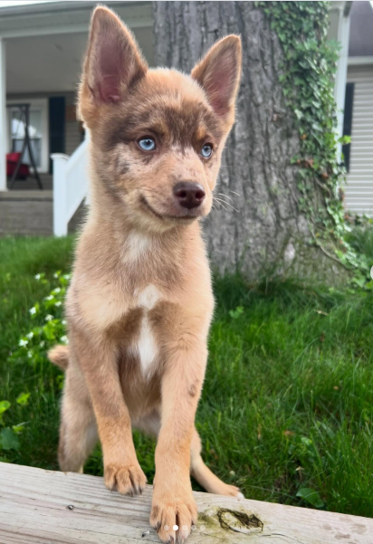 Kodiak