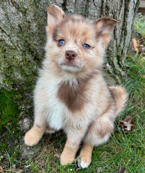 Kodiak