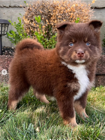 Bella