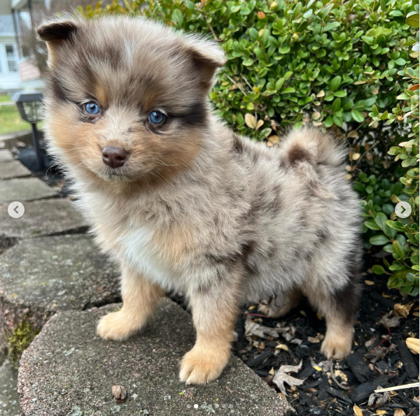 Nova