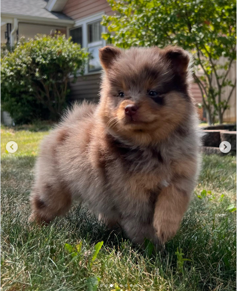 Scout