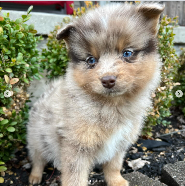 Nova