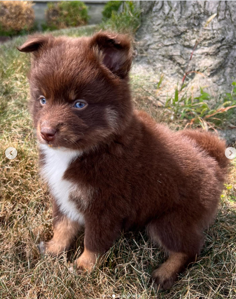 Bella