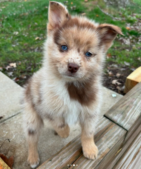 Kodiak