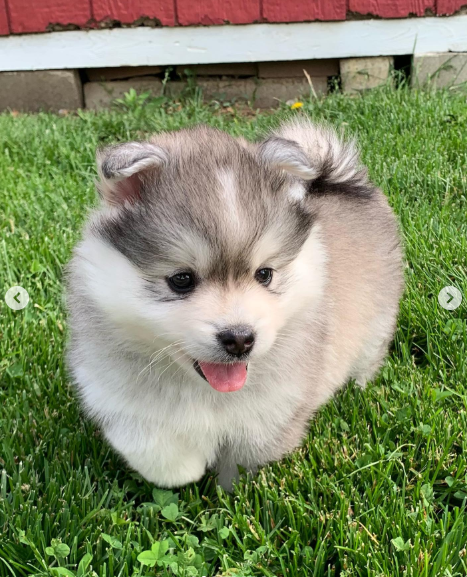 Kona