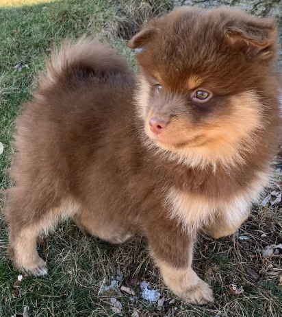 Duke