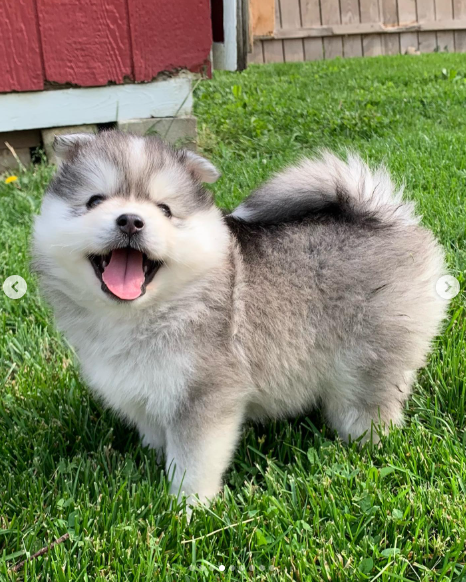 Kona