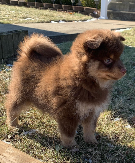 Duke