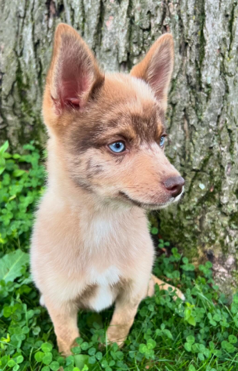 Teddy